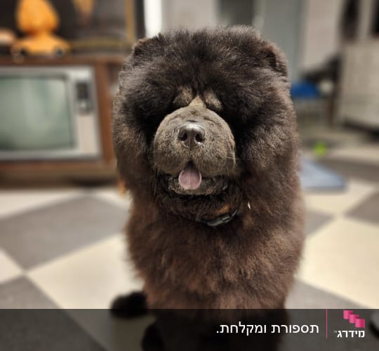 כלב עם פרווה מטופחת עומד על רצפה משובצת